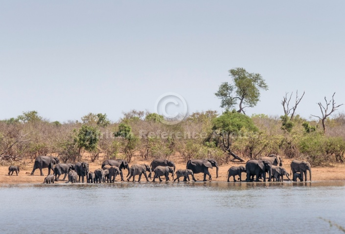 Elephants Coming to Drink