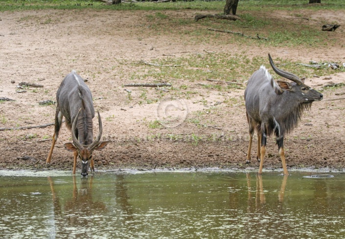 Nyala antelope at waterhole
