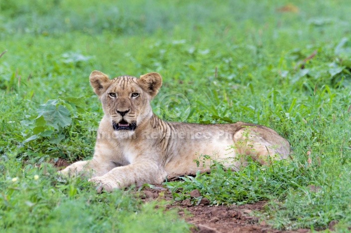 Lion Juvenile at Rest