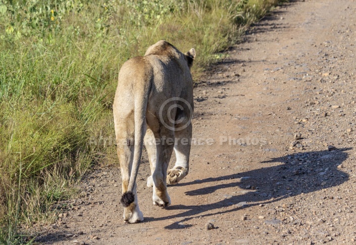 Lioness Walking, Rear View