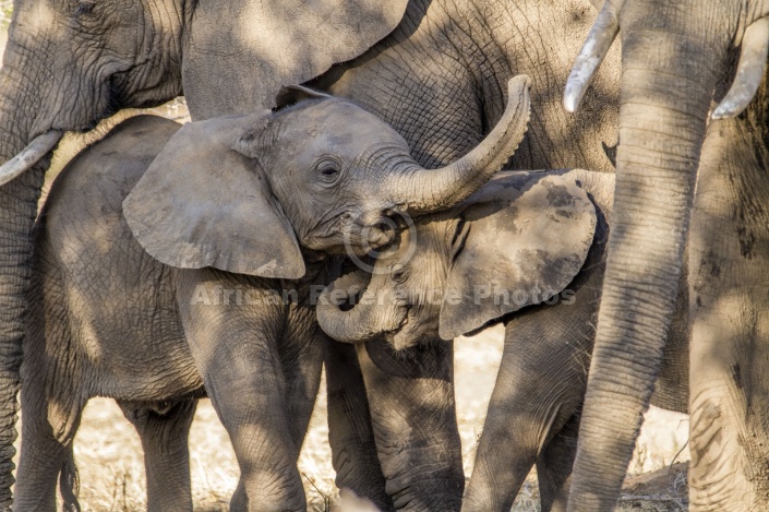Elephant Youngsters Showing Affection