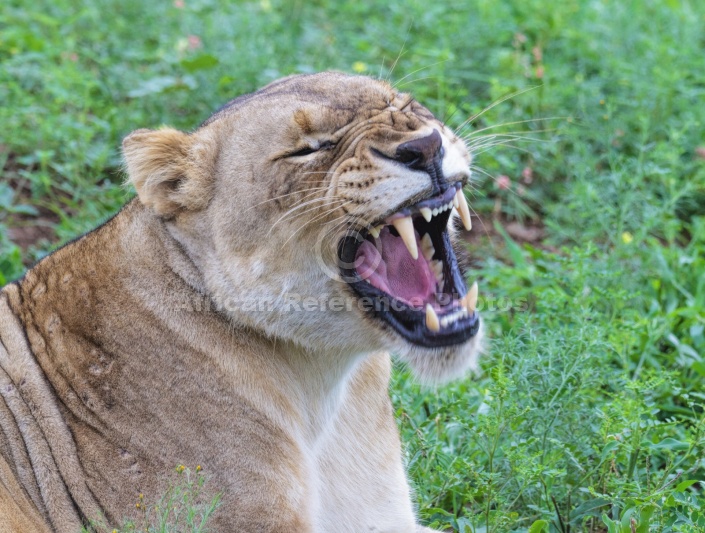 Lioness Showing Teeth while Yawning