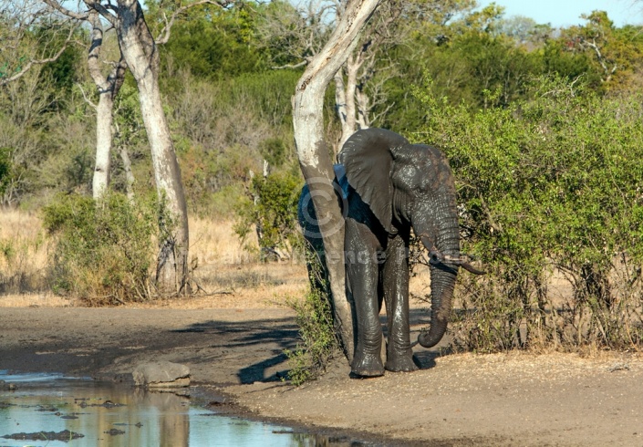 Elephant Having a Rub