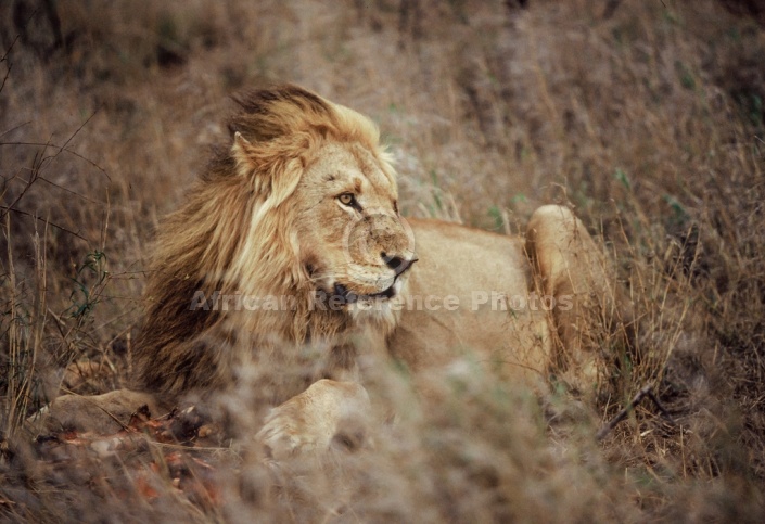Male Lion with Remains of Kill