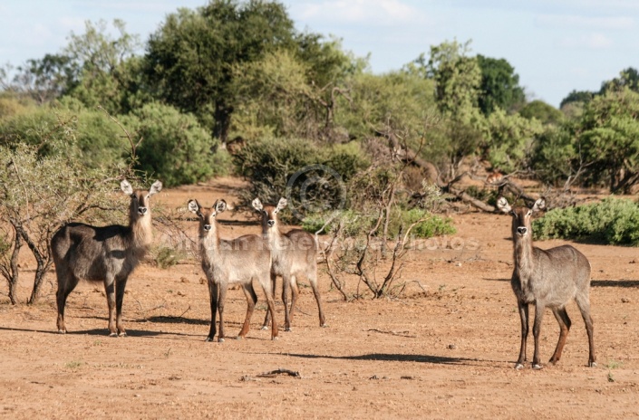 Waterbuck Adults with Juveniles
