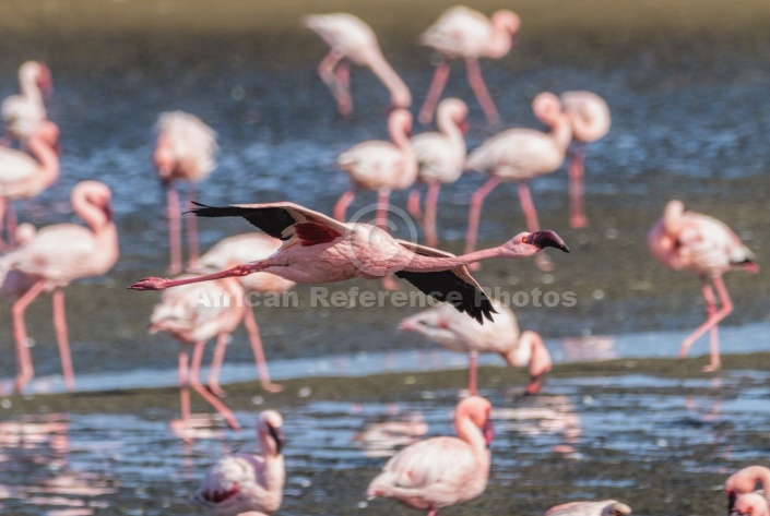 Lesser Flamingo Airborne