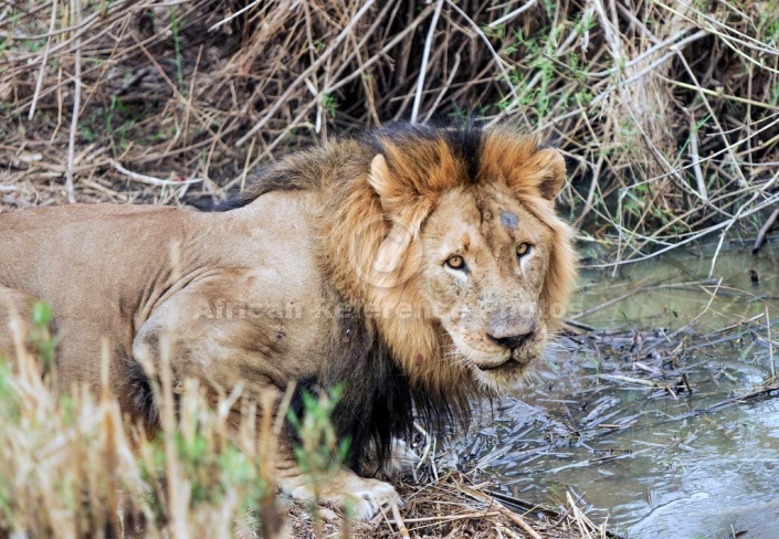 Male Lion Crouching to Drink