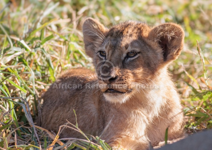 Lion Cub Lying in Thick Grass