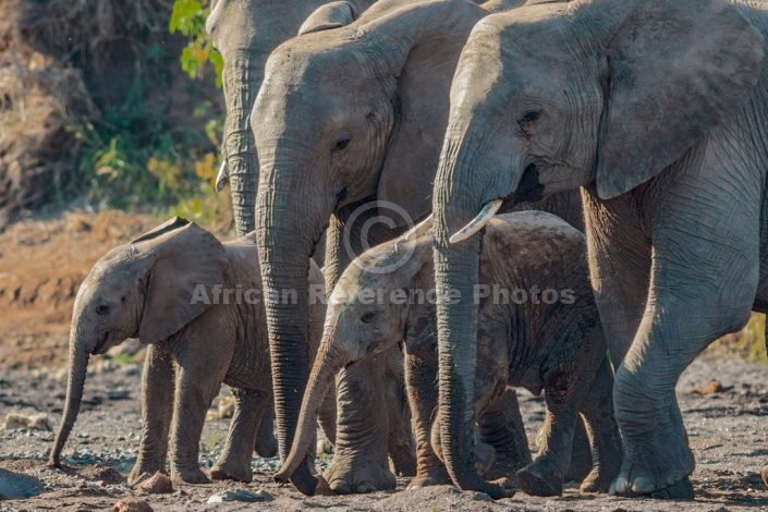 Elephant Mothers and Young