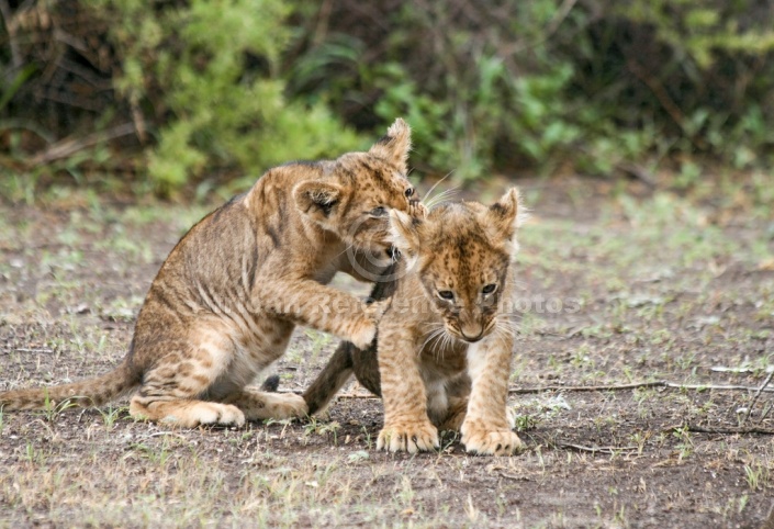 Lion Cub Bullying its Sibling