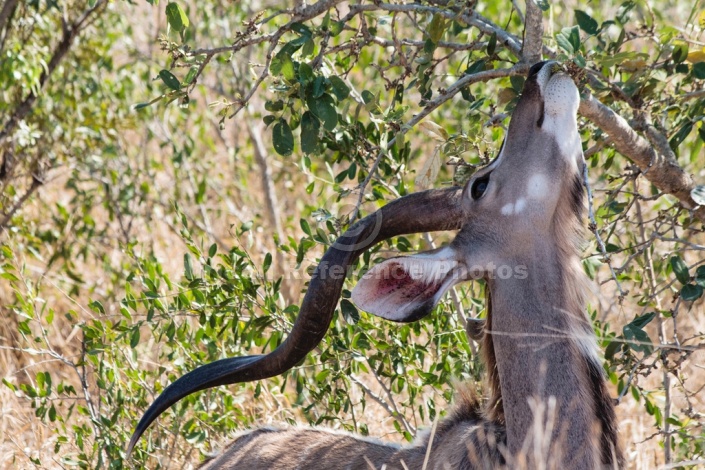 Kudu Bull Browsing