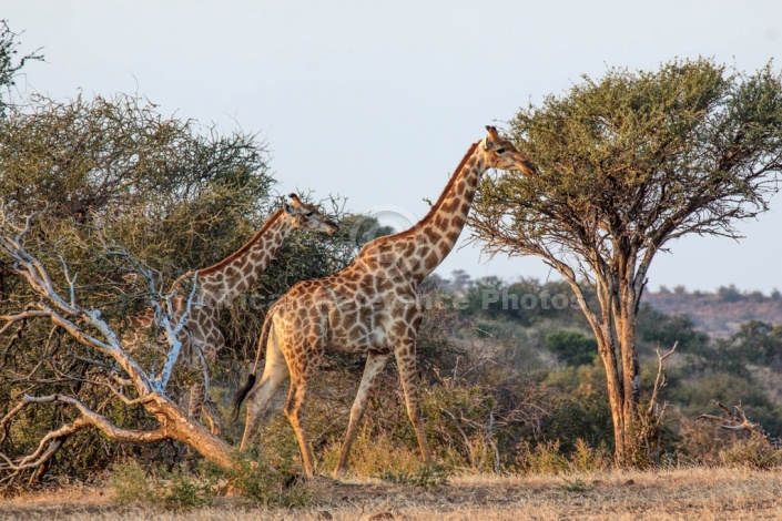 Giraffe Pair in Wooded Country