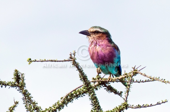Lilac-breasted Roller, Side View