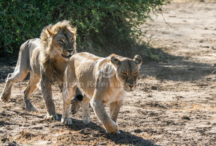 Male Lion Eager to Mount Lioness