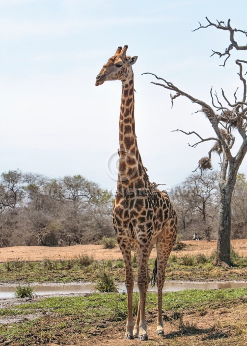 Giraffe standing, three-quarter view