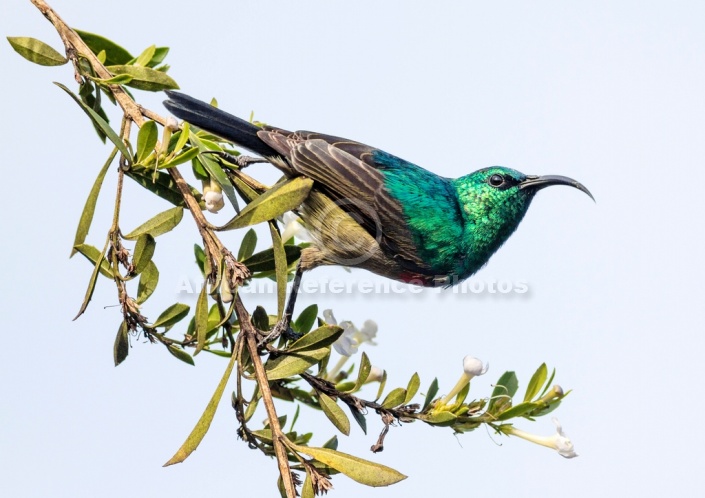 Southern Double-collared Sunbird Against Pale Background