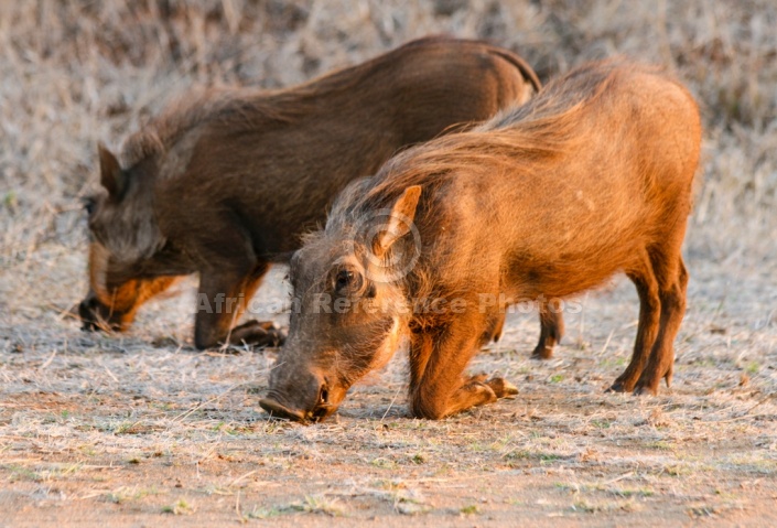 Warthog Foraging