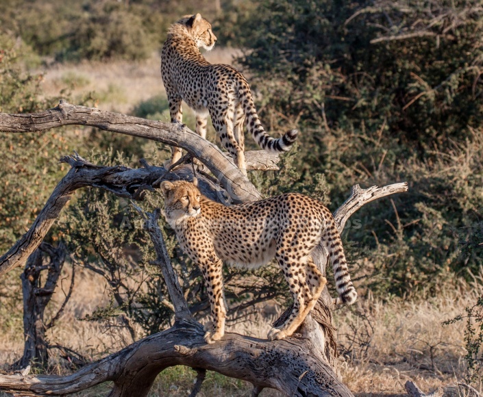 Young Cheetah Pair on Tree Stump
