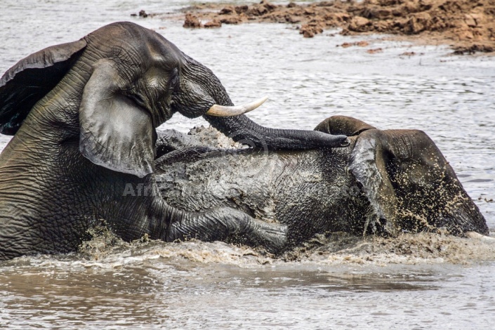 Elephant Pair Romping in Water