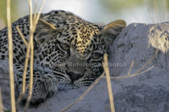 Leopard Cub at Rest on Termite Mound