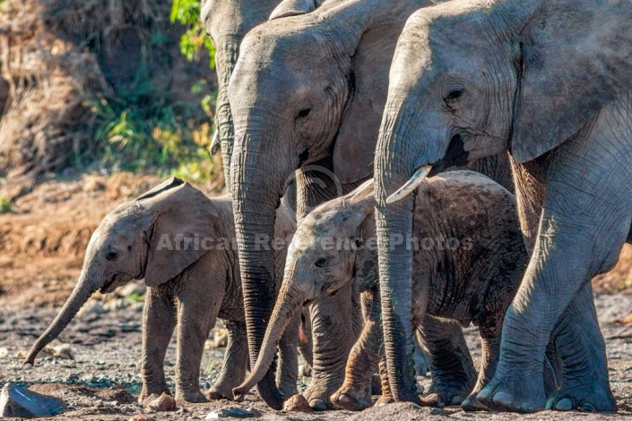 Elephant Adults with Youngsters