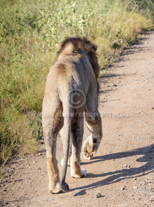 Lion Male Walking, Rear View
