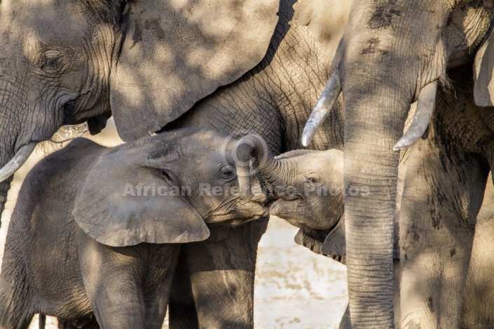 Elephant Babies Nuzzling