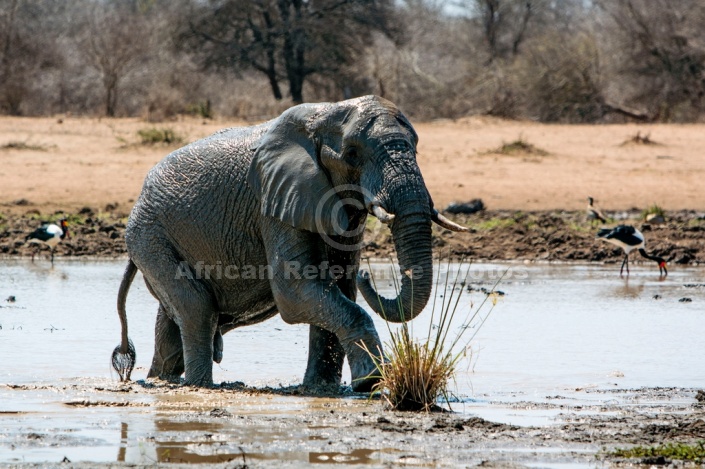 Elephant Exiting Waterhole