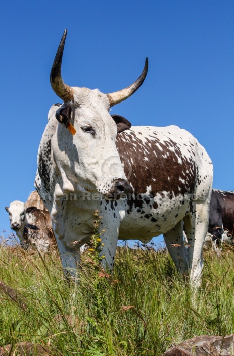 Nguni Cow Against Blue Sky
