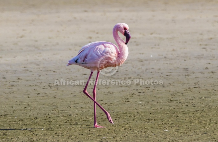 Lesser Flamingo Walking