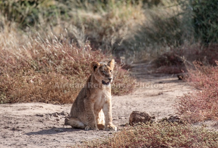 Lion Cub on Haunches