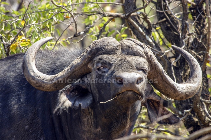 Buffalo Bull Head Shot