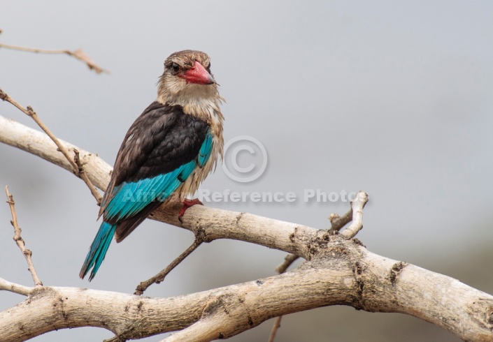 Brown-hooded Kingfisher Reference Image
