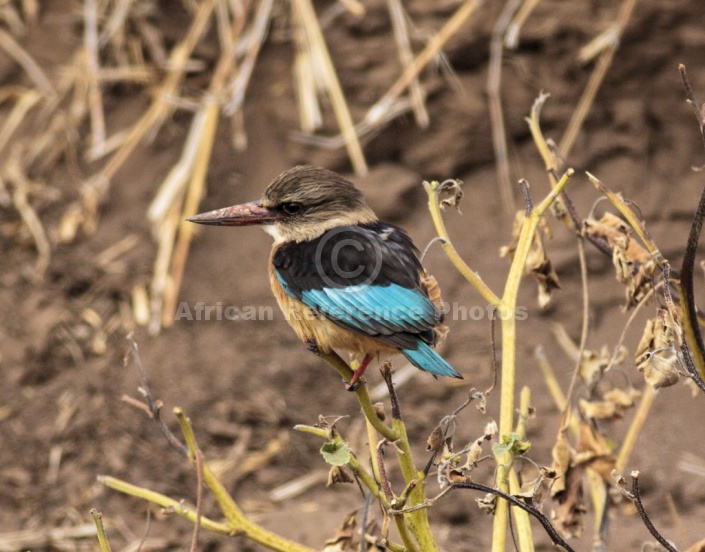Brown-hooded Kingfisher in Dry River