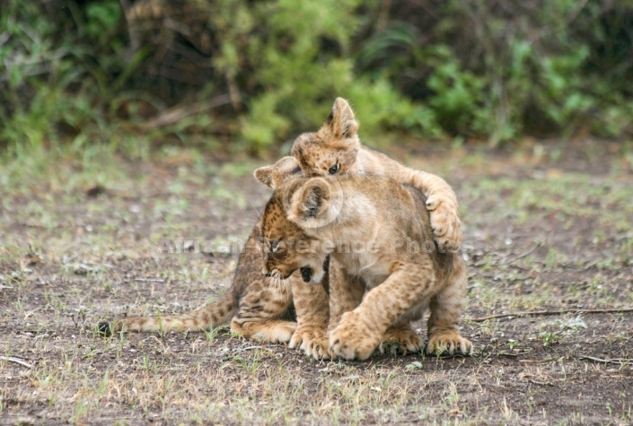 Lion Cub Practising Attack Skills