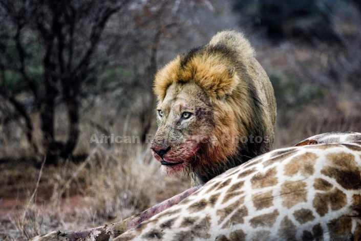 Hungry Male Lion Feeding on Giraffe
