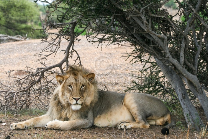 Lion Male Lying in Shade of Tree