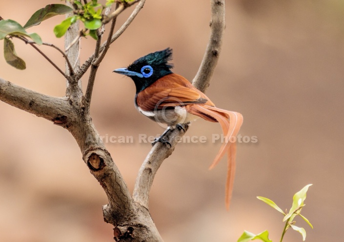 African Paradise-flycatcher Male