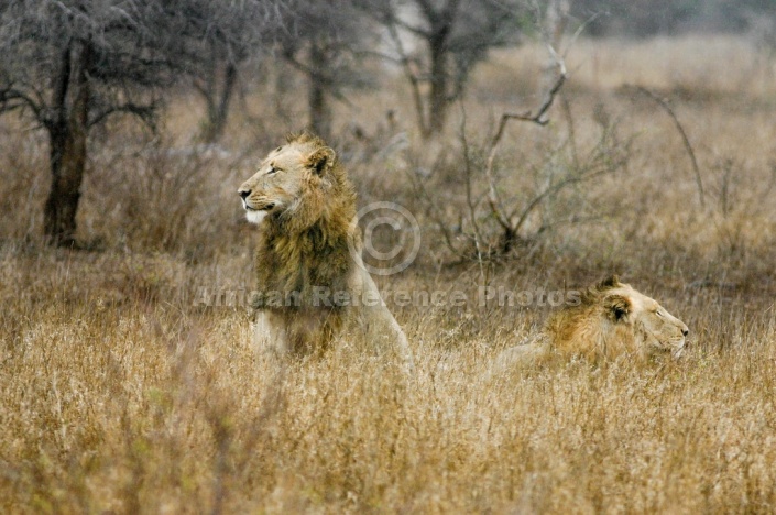 Male Lions in Winter Grass After Rains