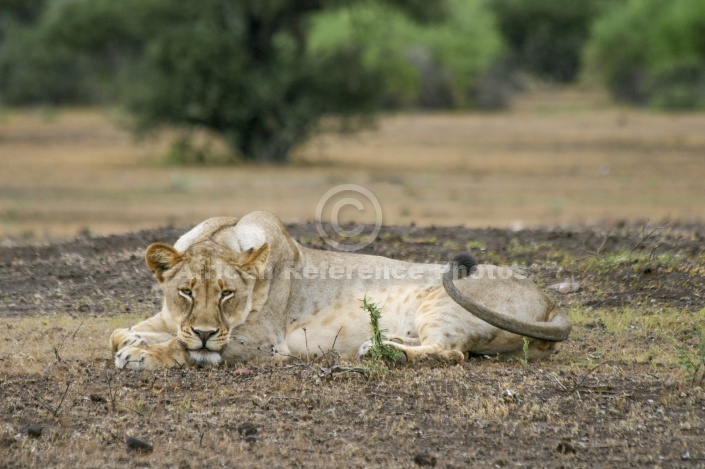 Lioness Lying Down