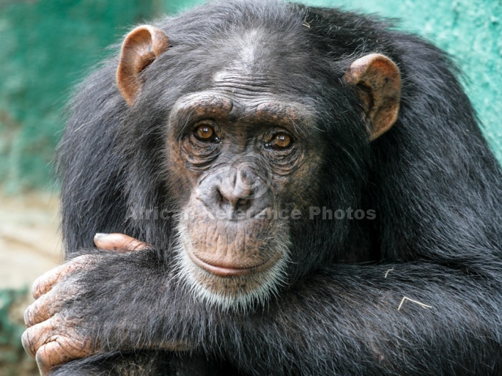 Chimpanzee with Head on Arm