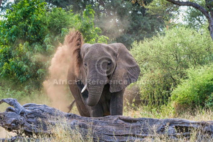 Elephant Squirting Dust