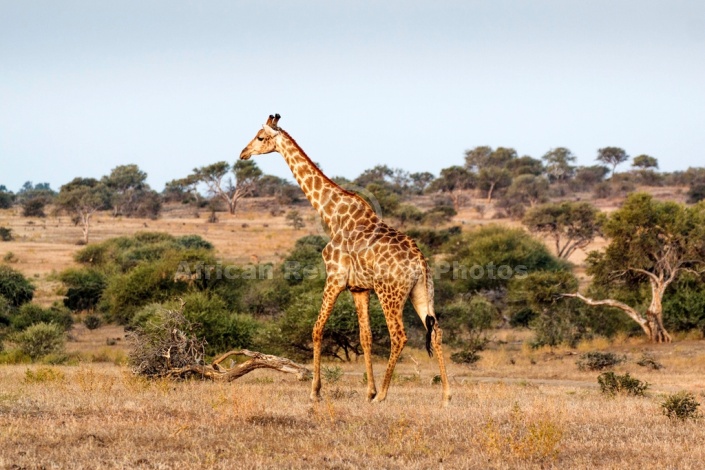 Giraffe Striding Out