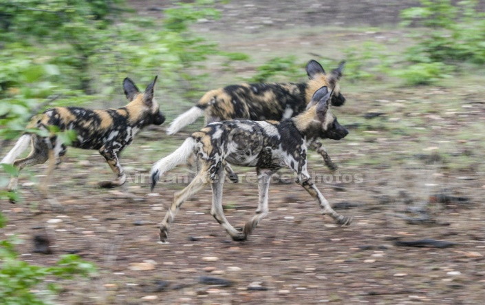 Wild Dogs on the Hunt