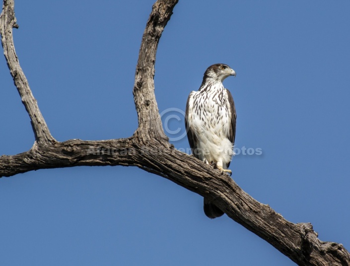 African Hawk Eagle