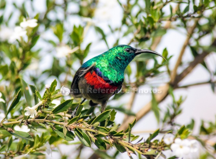 Southern Double-collared Sunbird Looking Sideways