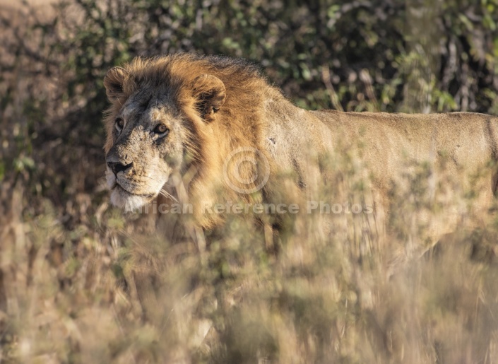 Male Lion in Thick Vegetation