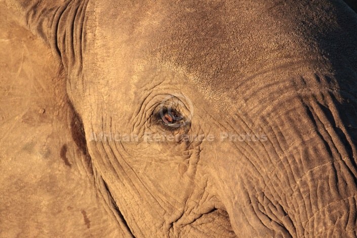Agressive Young Elephant Close-Up