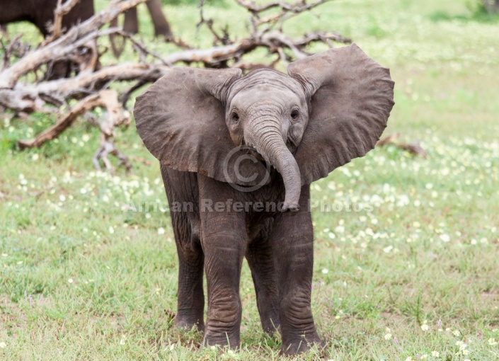 Baby Elephant Standing, Front-On