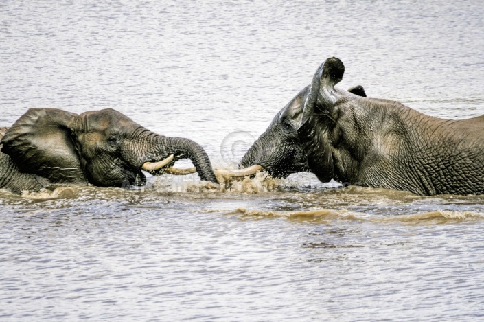 Elephant Pair Romping in Lake